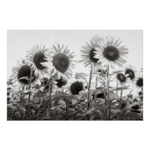 Sunflower Photographie d'art noir et blanc