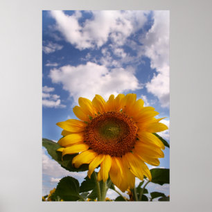 Poster Sunflower Sky