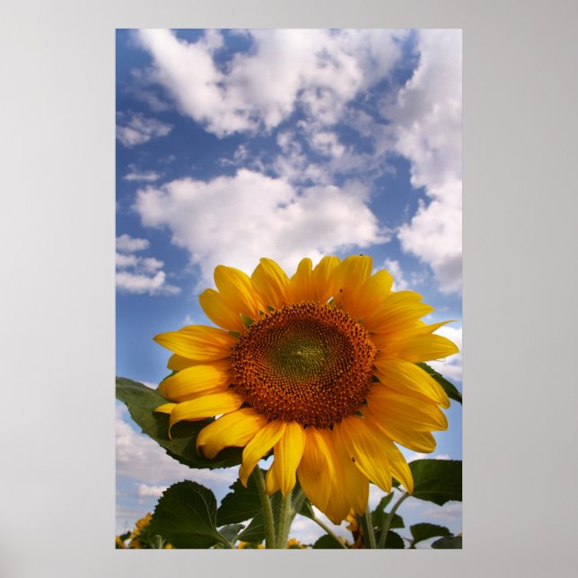 Poster Sunflower Sky (Devant)