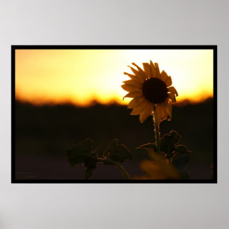 Poster Sunset Sunflower