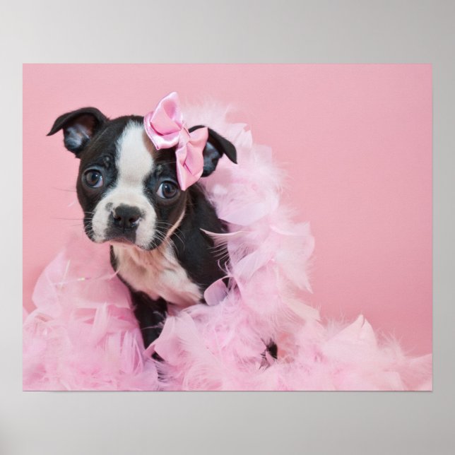 Poster Super mignon Boston Terrier Chiot Portant Un Boa (Devant)