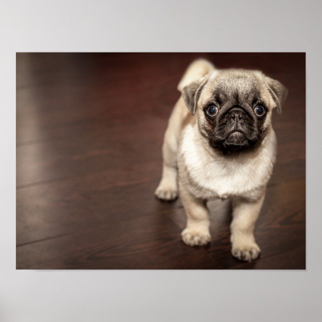 Poster Super mignon pug (Devant)