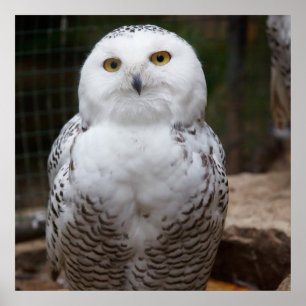 Poster Superbe Chouette blanche