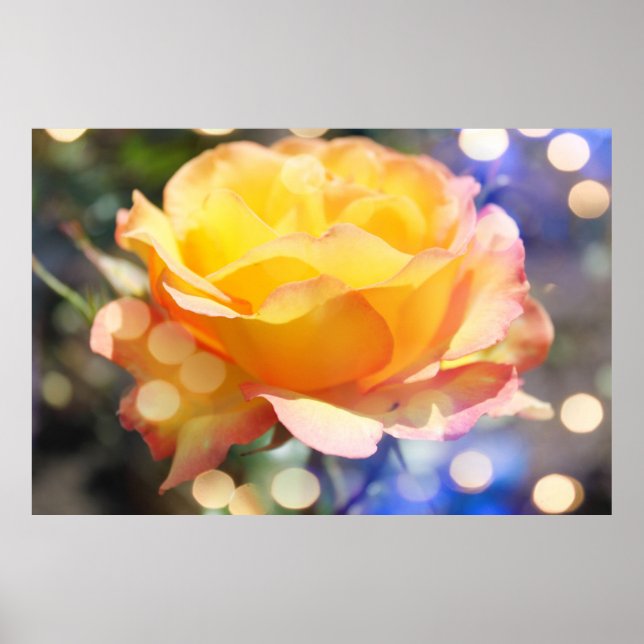 Poster Superbe rose jaune fleur. Photographie florale (Devant)