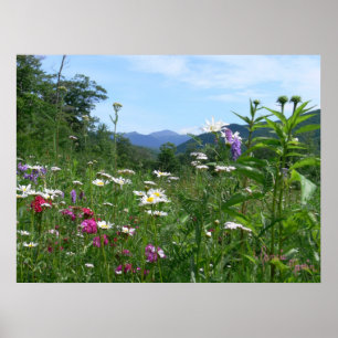 Poster Superbe vue sur les fleurs