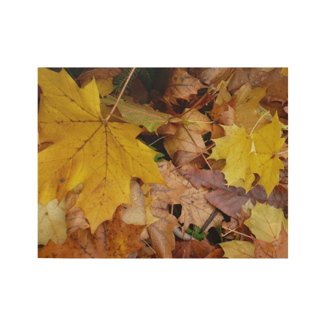 Poster Sur Bois Fallen Maple Feuille Jaune Automne Nature (Devant)