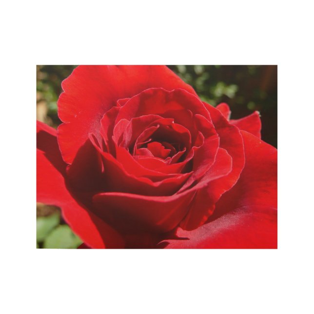 Poster Sur Bois Fleur rose rouge vif Belle florale (Devant)