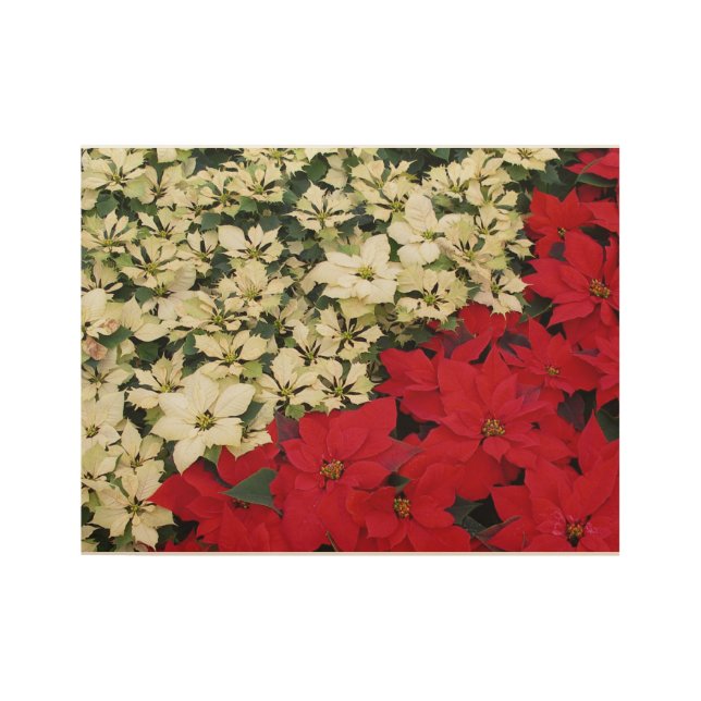 Poster Sur Bois Poinsettias blanches et rouges I Holiday Floral (Devant)