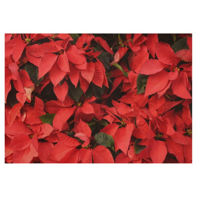 Poster Sur Bois Rouge Poinsettias II Noël Fête Florale (Devant)