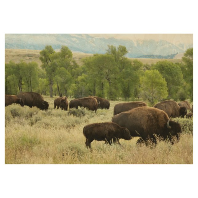 Poster Sur Bois Wyoming Bison Nature Animal Photographie (Devant)
