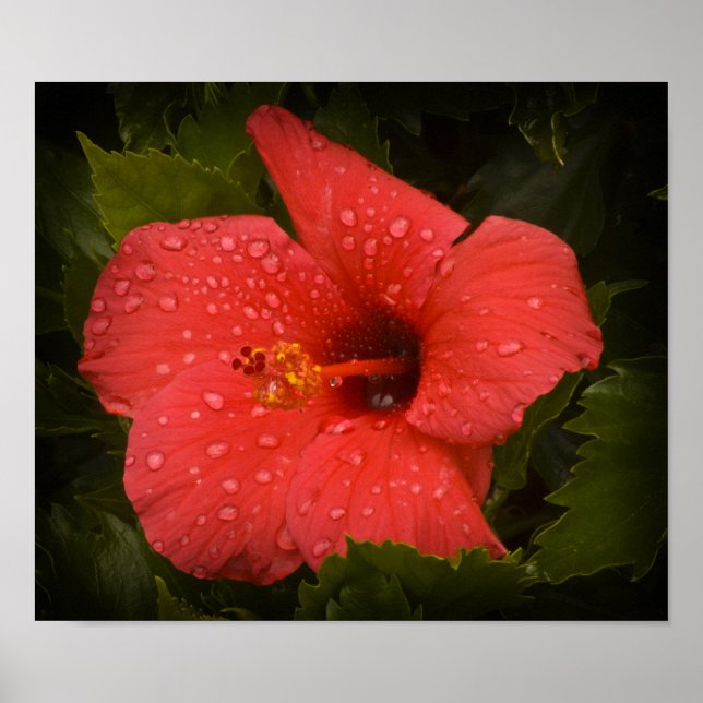 Poster sur Hibiscus (Devant)