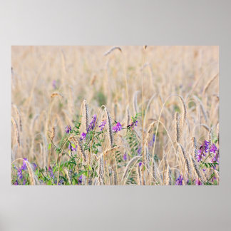 Poster sur la culture du grain