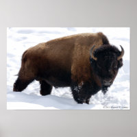 Poster sur la neige de Bison