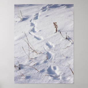 Poster sur la neige des cerfs