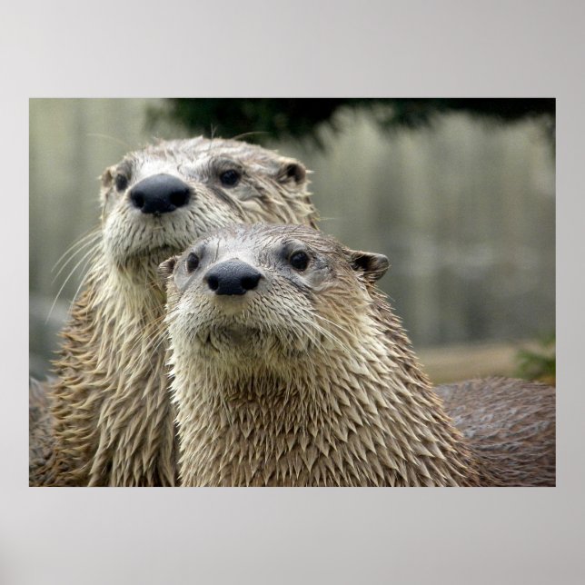 Poster sur l'Absurdité de Otter (Devant)