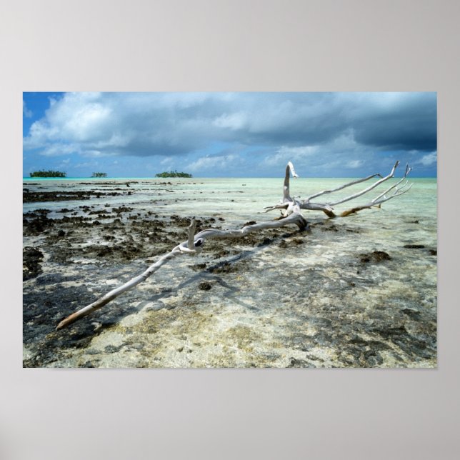 Poster sur le bois mort dans le Pacifique (Devant)