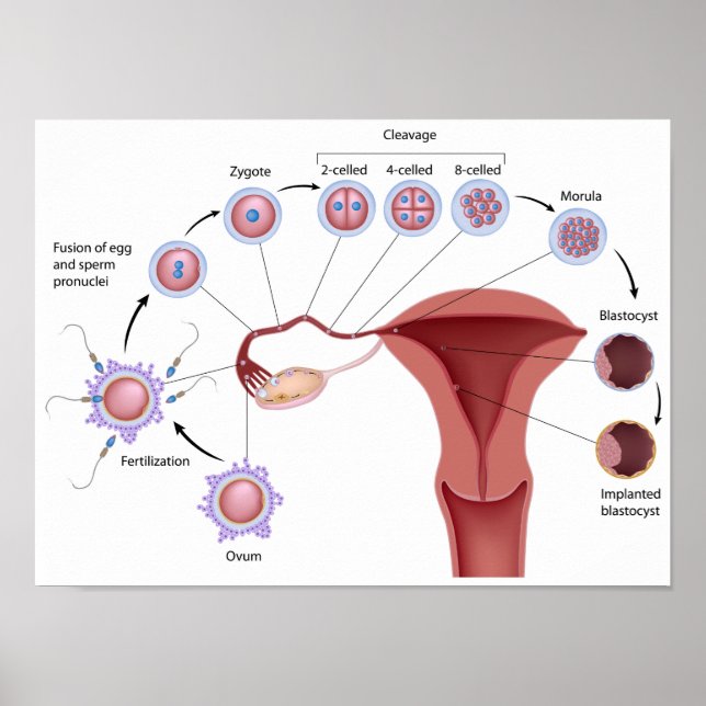 Poster sur le développement humain précoce (Devant)