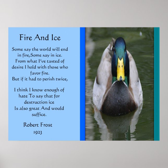 Poster Sur Le Feu Et La Canard De Glace Mallard Da (Devant)