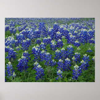 Poster sur le terrain Bluebonnets