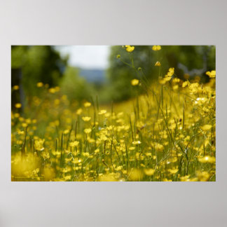 Poster sur le terrain de fleurs jaunes