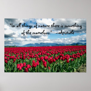 Poster sur le terrain des Tulipes rouges