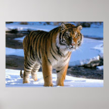 Poster sur le tigre Aimant la neige