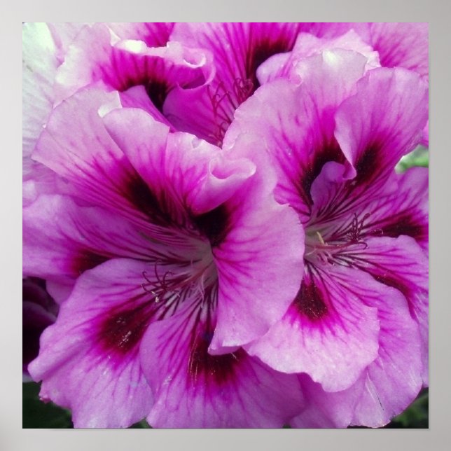 Poster sur les soins de géranium (Devant)