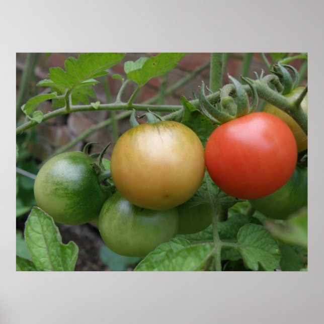 Poster sur les tomates des feux de circulation (Devant)