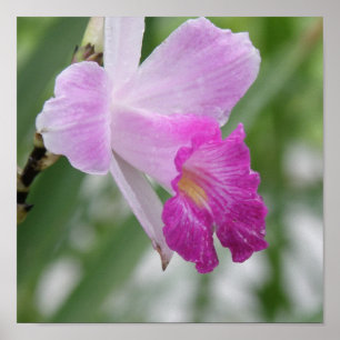 Poster sur les types d'orchidées