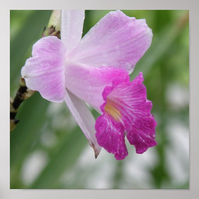 Poster sur les types d'orchidées (Devant)