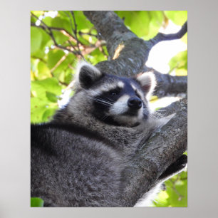 Poster sur Raccoon