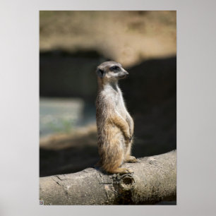Poster Suricate