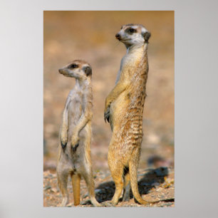 Poster Suricates (Suricata Suricatta) Sentinelles, Karas