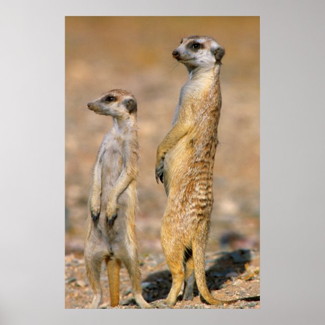 Poster Suricates (Suricata Suricatta) Sentinelles, Karas (Devant)