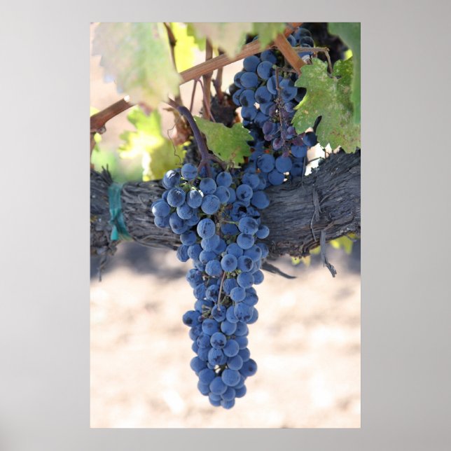 Poster SurLaVine (Devant)