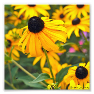 Poster Susan aux yeux noirs 6x6