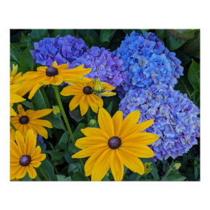Poster Susan aux yeux noirs et Hydrangea Bleu Floral