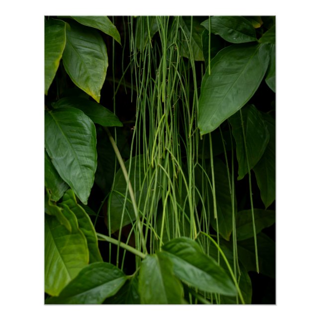 Poster Suspended Nature (Devant)