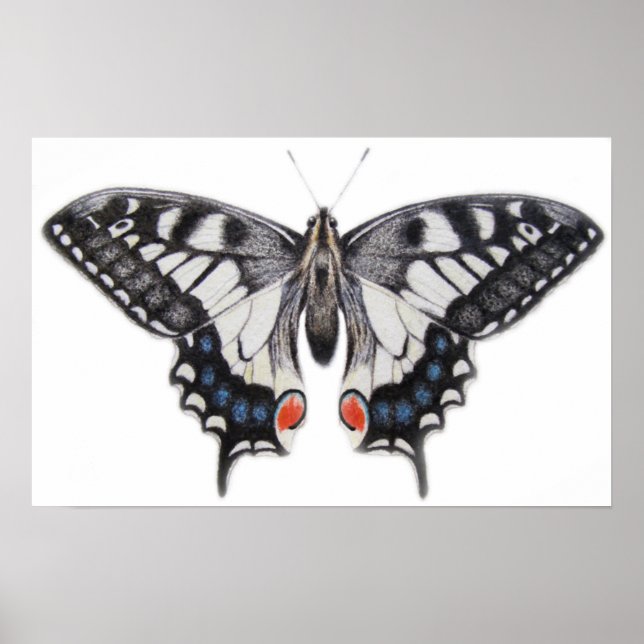 Poster Swallowtail 2012 (Devant)