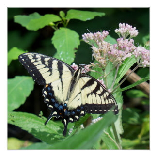 Poster Swallowtail canadien de tigre
