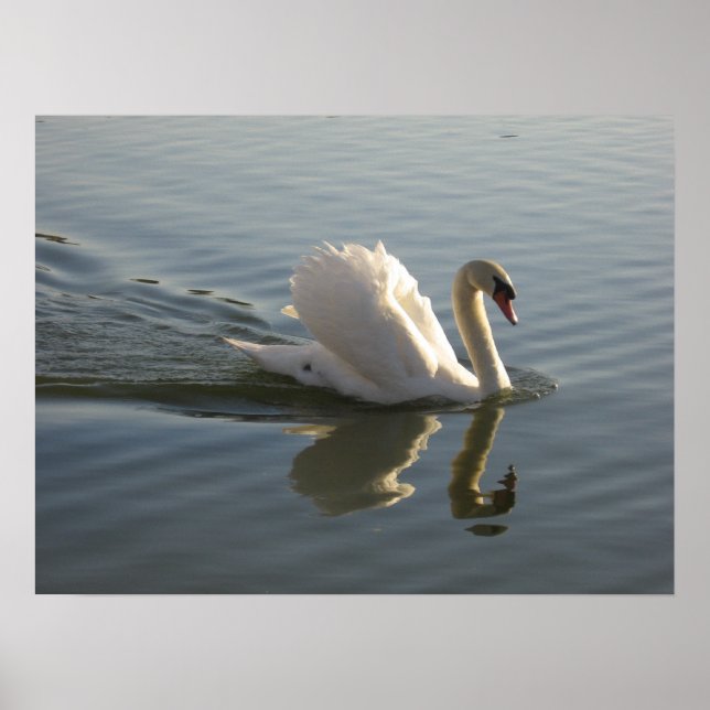 Poster Swan (Devant)