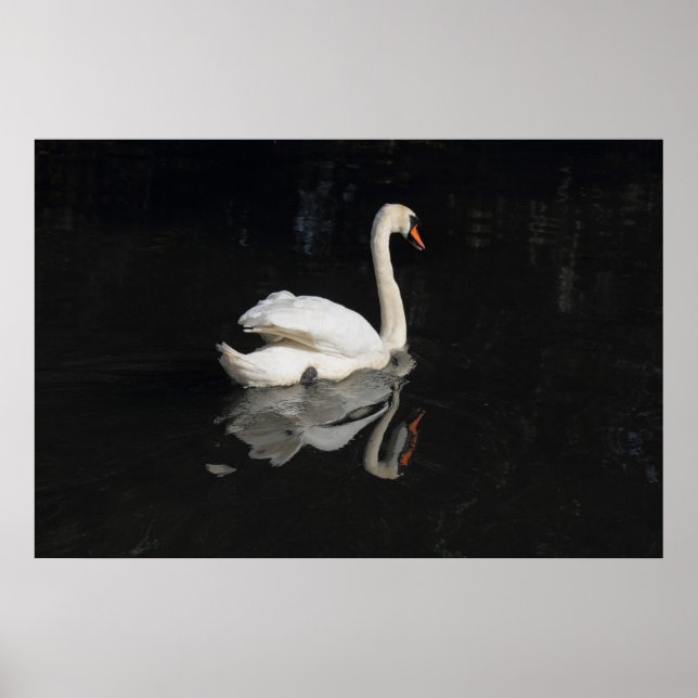 Poster Swan (Devant)