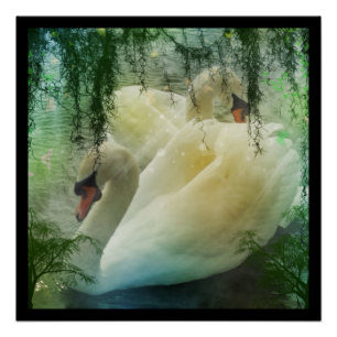 Poster Swan de printemps romantique Lac Cygne blanc