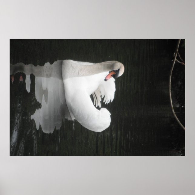 Poster Swan Natation (Devant)