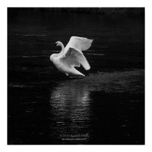 Poster Swan trompette b/w
