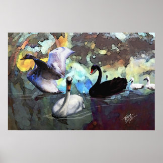 Poster Swans Natation