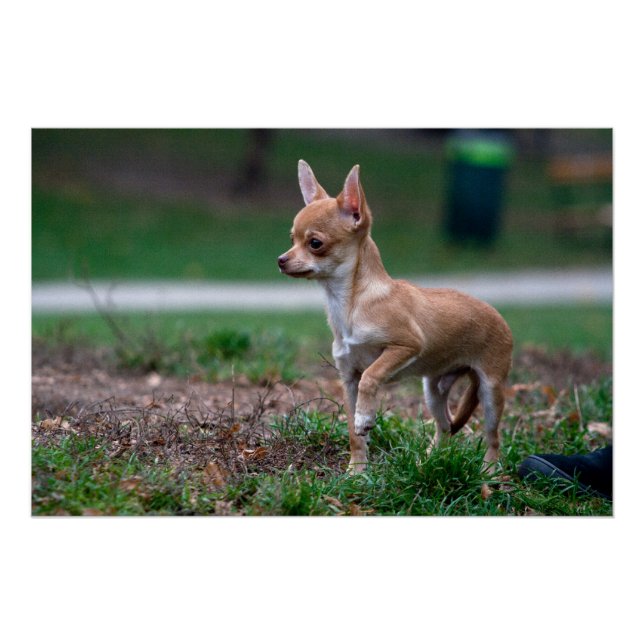 Poster Sweet Chihuahua chiot chien Wannabe (Devant)