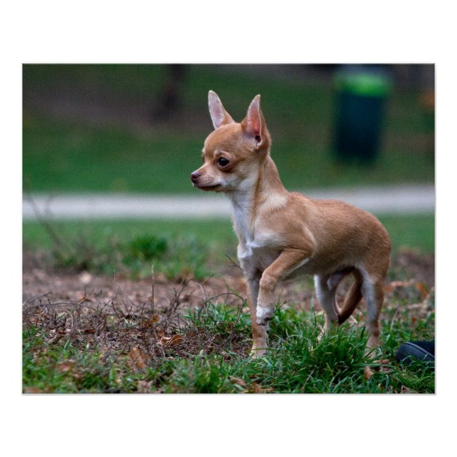 Poster Sweet Chihuahua chiot chien Wannabe (Devant)