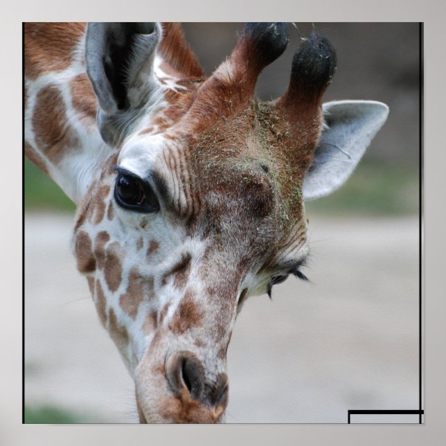 Poster Sweet Giraffe (Devant)