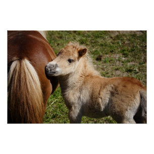 Poster Sweet Haflinger Foal